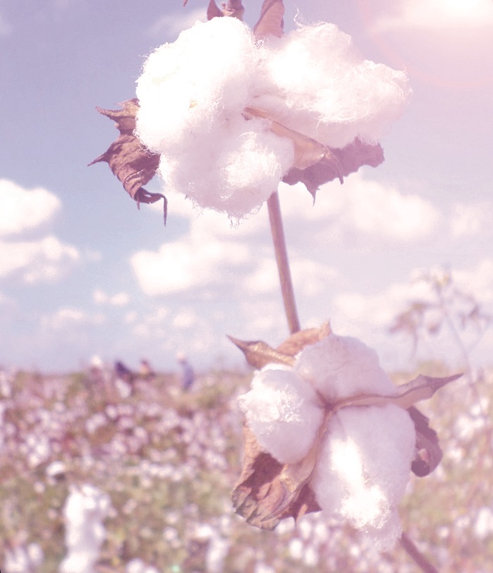 Egyptian Cotton is the most recognised luxury cotton brand in the USA and globally. © Cotton Egypt Association 